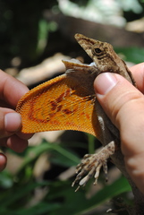 Anolis loveridgei