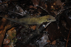 Anolis loveridgei