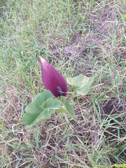Arum palaestinum