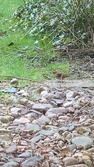 Arremonops rufivirgatus