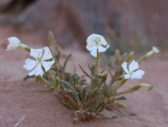 Silene villosa
