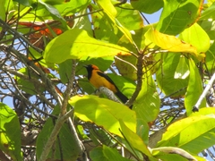 Icterus auricapillus