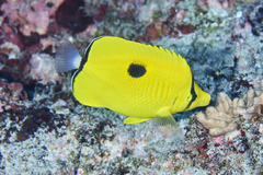 Chaetodon interruptus