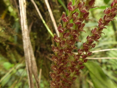 Stelis pilifera