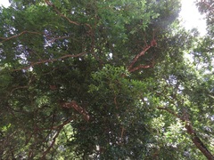 Cassipourea malosana