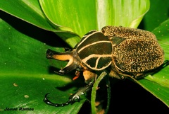 Inca clathratus