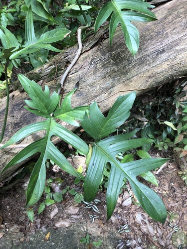Philodendron pedatum (Hook.) Kunth