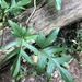 Philodendron pedatum - Photo (c) Diego Monsores, algunos derechos reservados (CC BY-NC), subido por Diego Monsores