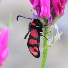 Zygaena manlia