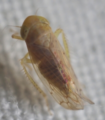 Neoaliturus tenellus