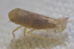 Neoaliturus tenellus