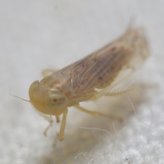 Neoaliturus tenellus