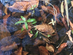 Veronica anagallis-aquatica