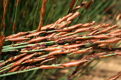 Elegia galpinii