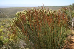 Elegia galpinii
