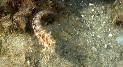 Parablennius marmoreus