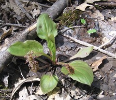 Plantago cordata