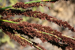 Elegia galpinii