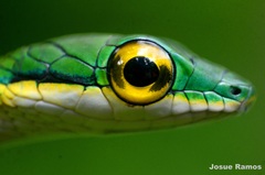 Leptophis