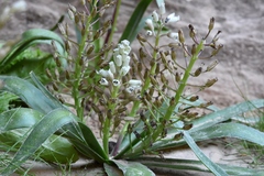 Bellevalia stepporum edumea