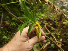 Maxillaria brevifolia
