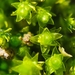 Barnes' Bryum - Photo (c) Marcel Hospers, some rights reserved (CC BY-NC), uploaded by Marcel Hospers
