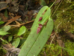 Pleurothallis deflexa
