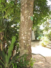 Cassipourea malosana