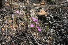 Lampranthus dependens