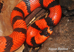 Lampropeltis abnorma