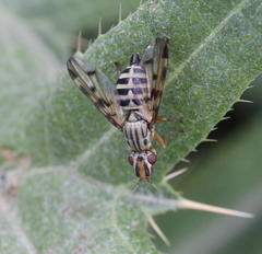 Dorycera