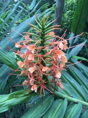 Hedychium coccineum