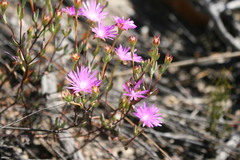 Lampranthus dependens