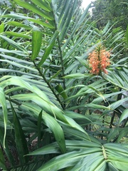 Hedychium coccineum