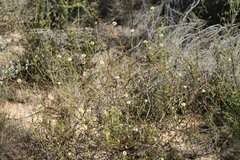 Cymbopappus adenosolen
