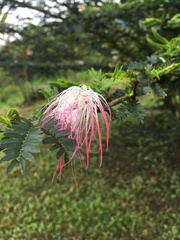 Calliandra magdalenae