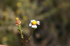 Cymbopappus adenosolen