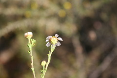 Cymbopappus adenosolen