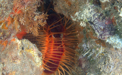 Ctenoides scaber
