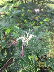 Calliandra magdalenae
