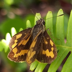 Potanthus confucius