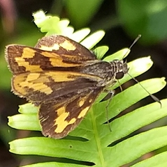 Potanthus confucius