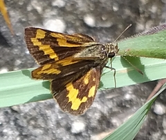 Potanthus confucius