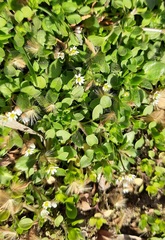 Draba verna