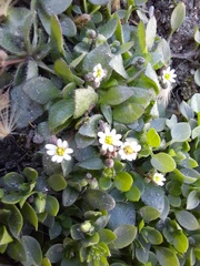 Draba verna
