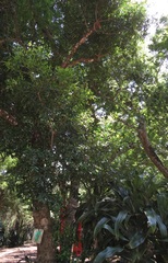 Cassipourea malosana