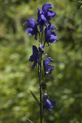 Aconitum glandulosum
