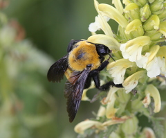 Bombus melanurus