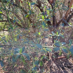 Ceanothus spinosus