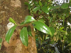 Cassipourea malosana